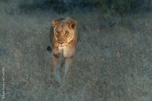 Photography Lioness hunting for Antelopes