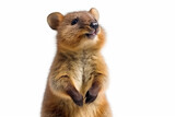 A friendly quokka standing on white background. Generative AI.