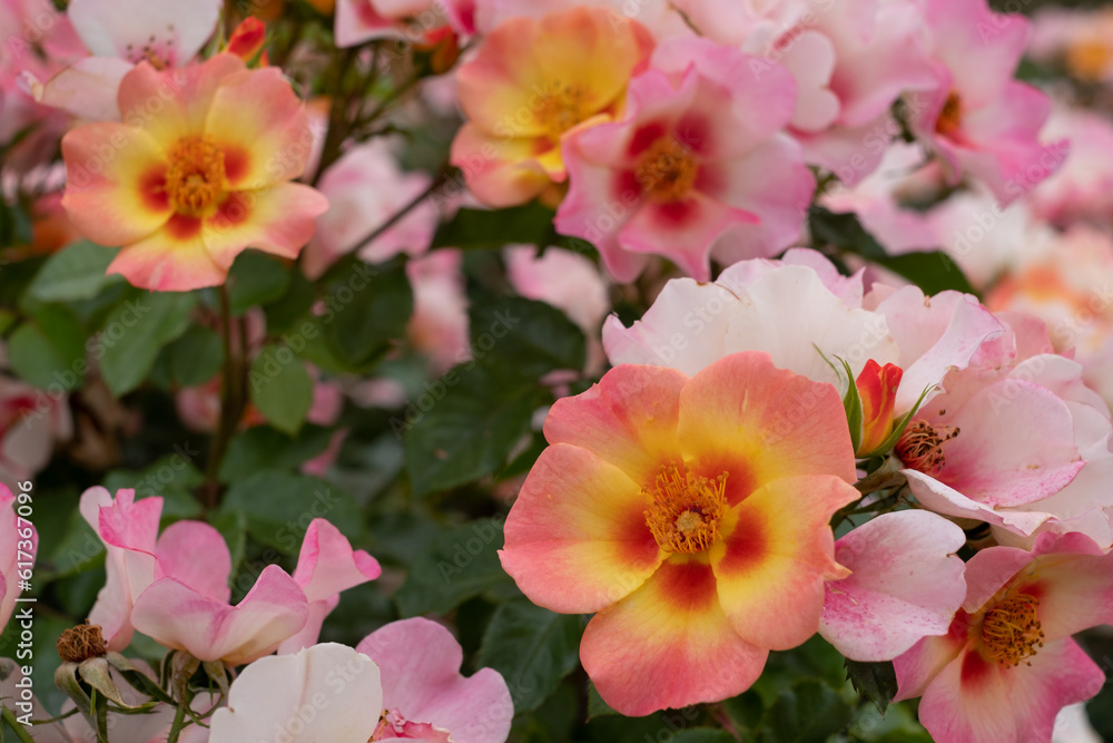 Beautiful, unusual pink, yellow, white and red roses called Your Lovely Eyes, photographed in a London park in mid summer. They grow on a low growing bush.