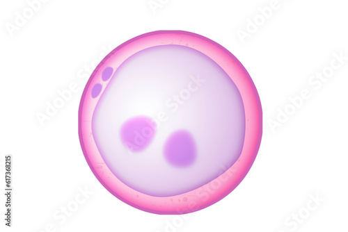 Zygote as the first diploid cell photo