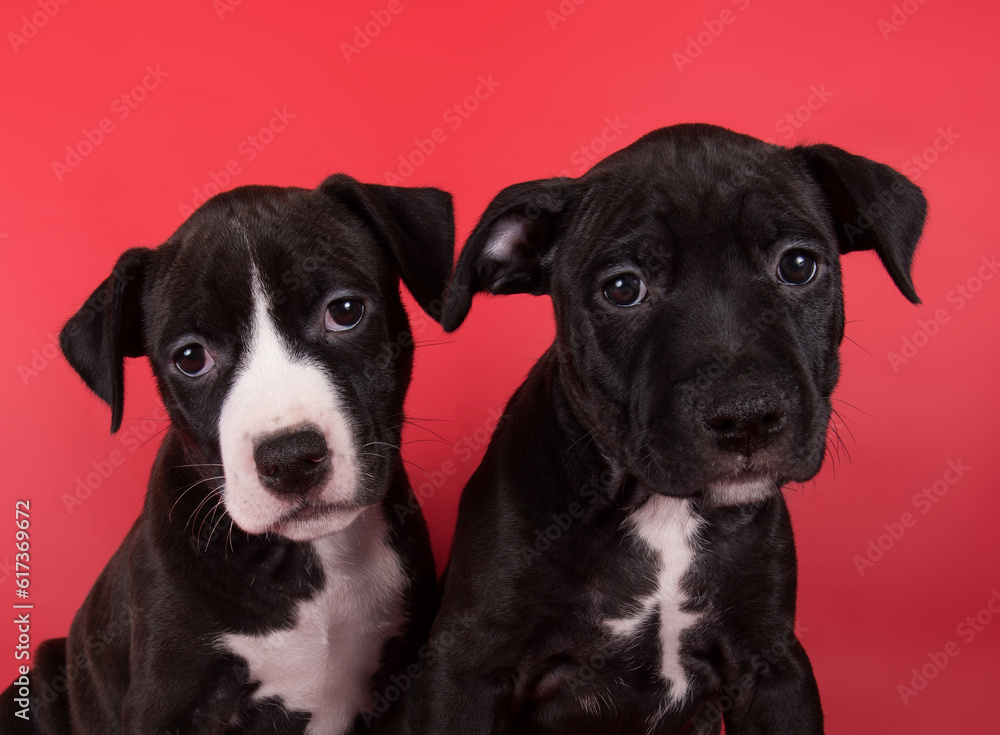 Black American Staffordshire Bull Terrier dogs or AmStaff puppies on red background Black American Staffordshire Bull Terrier dogs or AmStaff puppies on red background