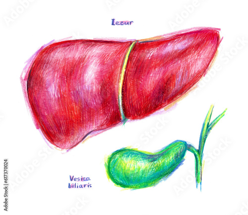 Human liver and gallbladder illustration photo