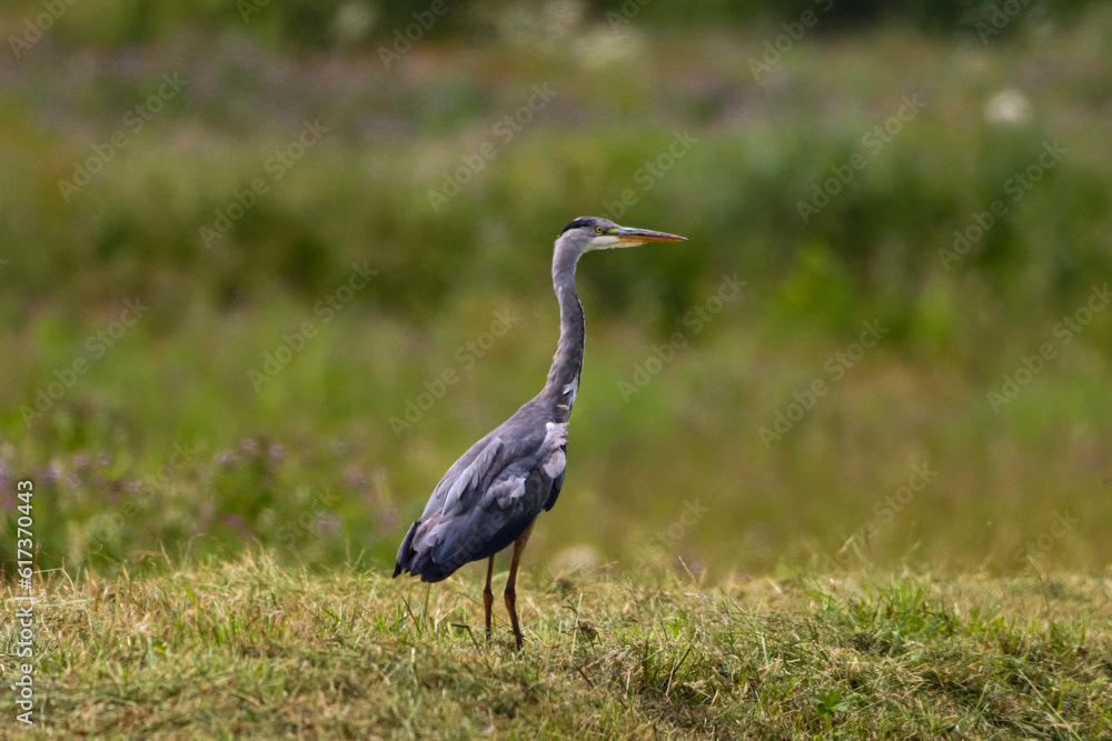 A beautiful Grey Heron that has landed at the edge of a lake A beautiful Grey Heron that has landed at the edge of a lake