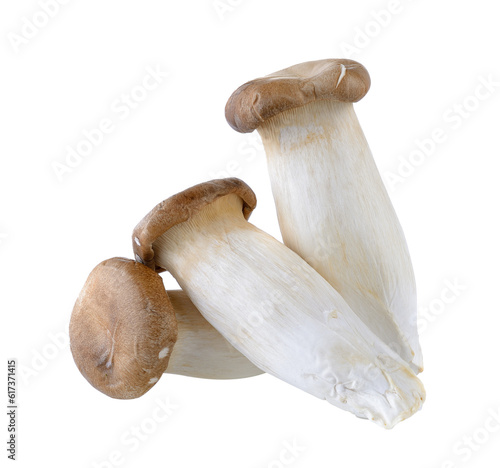 oyster mushrooms on transparent png