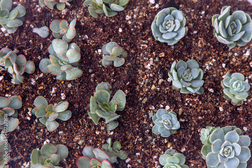Картината върху платно Grow Echeveria in a mini succulent garden