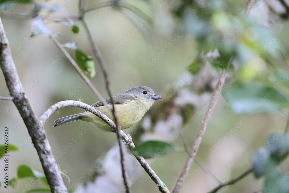 Blue Mountain vireo (Vireo osburni) in Jamaica Blue Mountain vireo (Vireo osburni) in Jamaica