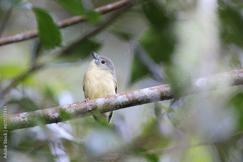 Naklejka premium Blue Mountain vireo (Vireo osburni) in Jamaica