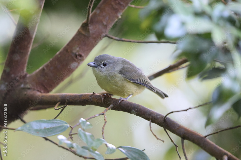 Blue Mountain vireo (Vireo osburni) in Jamaica Blue Mountain vireo (Vireo osburni) in Jamaica