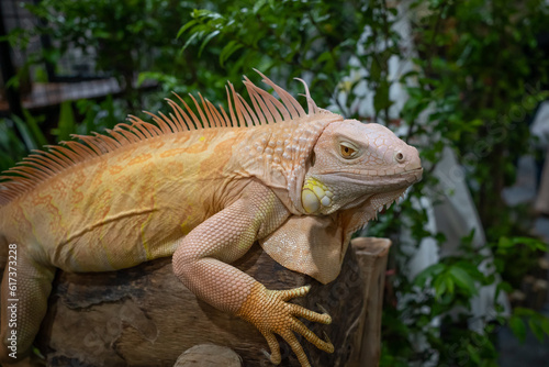 close up Yellow albino iguana on log background