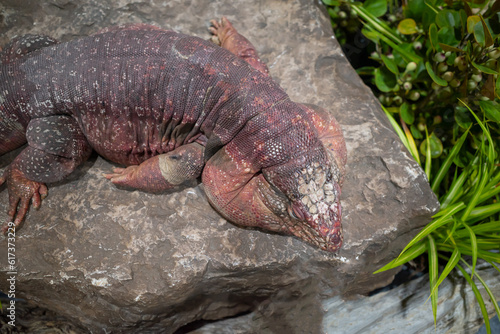 Top view red tegu lizard animal on the rock background.