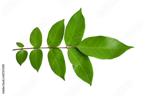 green leaf isolated from white background
