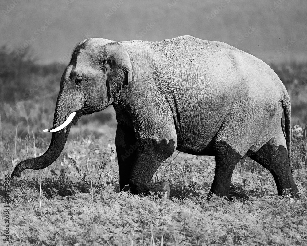 Obraz premium The Asian elephant is the largest land mammal on the Asian continent. They inhabit dry to wet forest and grassland habitats in 13 range countries spanning South and Southeast Asia. 