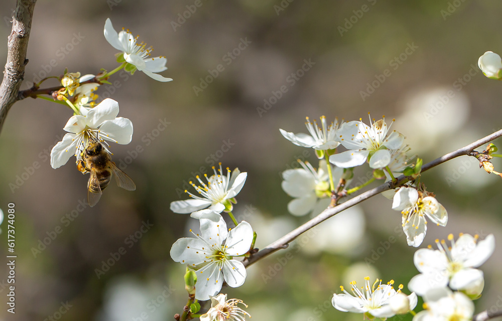 Bee on a flower of the white cherry blossoms. White flowers bloom in the trees. Spring landscape with blooming sakura tree. Beautiful blooming garden on a sunny day. Copy space for text. Bee on a flower of the white cherry blossoms. White flowers bloom in the trees. Spring landscape with blooming sakura tree. Beautiful blooming garden on a sunny day. Copy space for text.