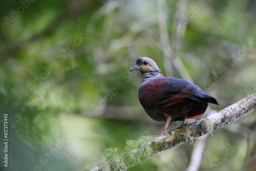 Crested quail-dove (Geotrygon versicolor) , one of Jamaican endemic species photo