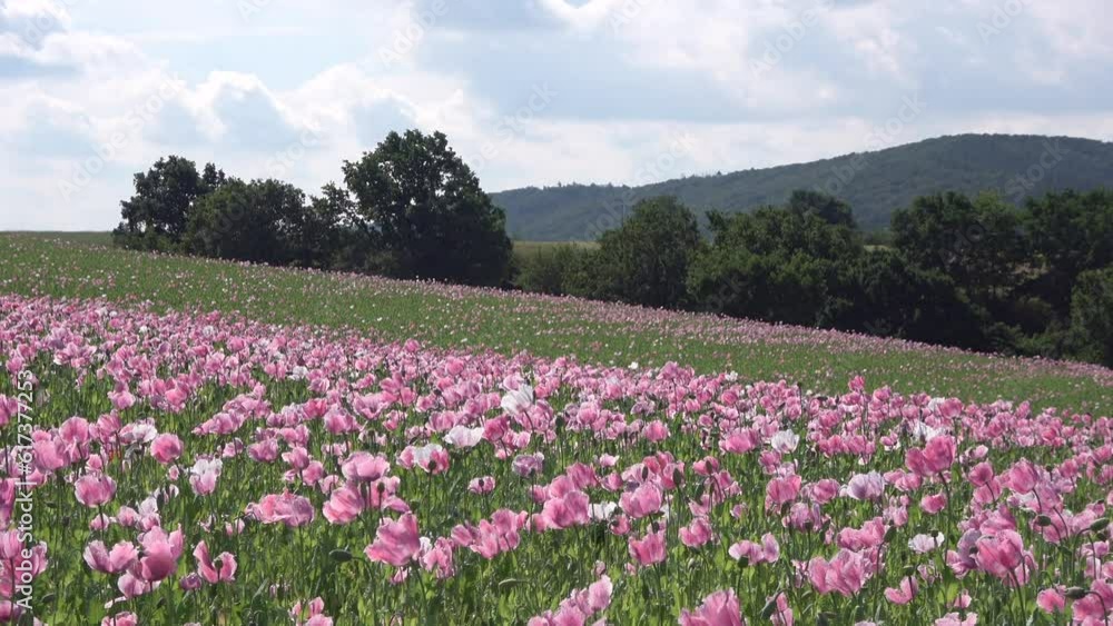 Blühendes Schlafmohnfeld, Papaver somniferum, Germerode, Werra-Meißner-Kreis, Hessen, Zoom Blühendes Schlafmohnfeld, Papaver somniferum, Germerode, Werra-Meißner-Kreis, Hessen, Zoom