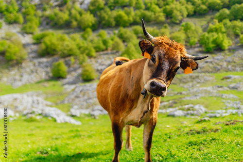 portrait of brown cow from the Asturian mountains turning its head curiously. extensive and sustainable livestock © Alberto