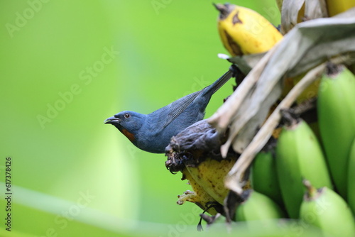 Orangequit (Euneornis campestris), endemic bird to Jamaica 
