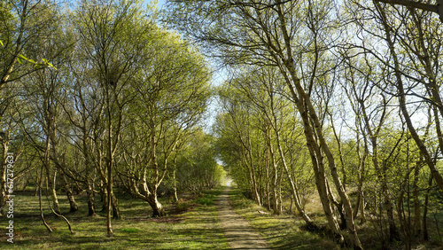 Waldweg Frühling Baltrum