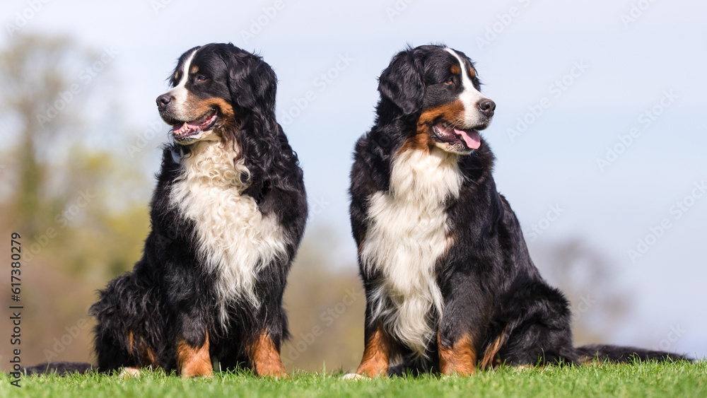 Bernese mountain dog