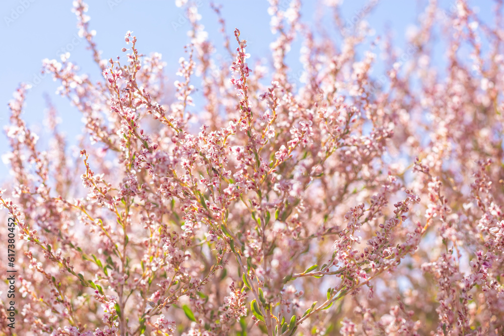 Obraz premium field with wild dried grass, flower and spikelets beige close up on blurred background Wilted nature and trend concept Autumn season