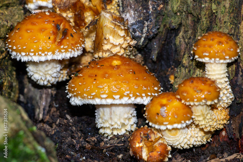 Chestnut Fungus (Pholiota adiposa) by the entrance to the Bridge Street nature reserve, Horwich. 1.5m above ground in an ash tree hole. 