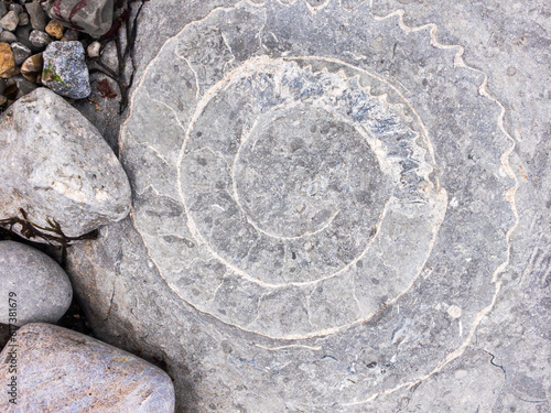 Ammonite seen on Jurassic Coast camping holiday August 2021
