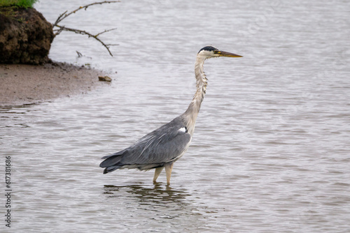 Grey Heron in pond