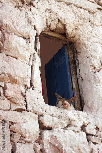 cat in the window in the wall