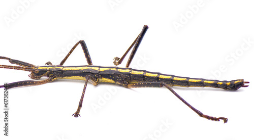 Large southern two striped walking stick -  Anisomorpha buprestoides - isolated on white background great full detail throughout side view Close up version cropped