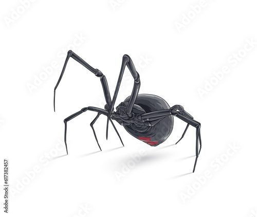 Spider, Black Widow, Red back female, views isolated on white, vector illustration