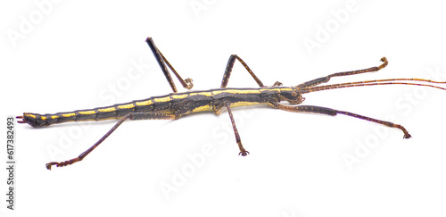 Large southern two striped walking stick -  Anisomorpha buprestoides - isolated on white background great full detail throughout side view Close up © Chase D’Animulls