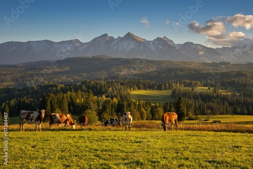 Fototapeta Naklejka Na Ścianę i Meble -  Cows graze in a meadow under the mountains and in the background forests with high peaks. Poland Tatry Bielskie, Lapszanka. Tatra mountains. Picturesque Polish landscape