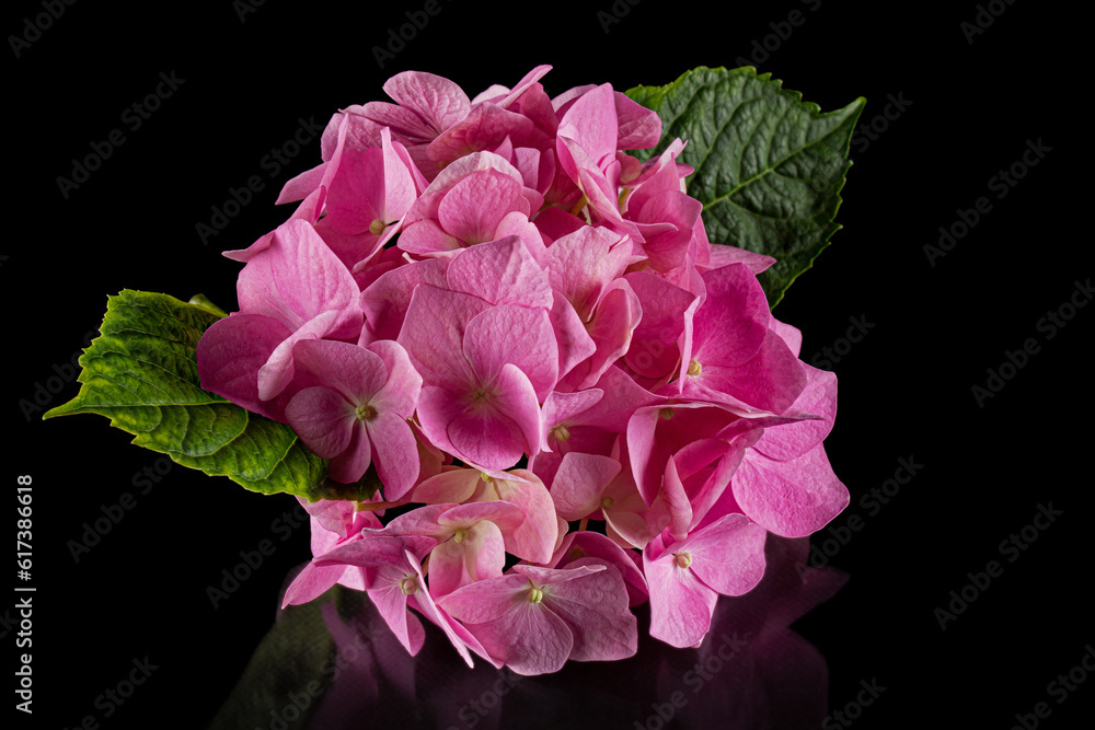 Obraz premium Inflorescence of the pink flowers of hydrangea, isolated on black background with reflection