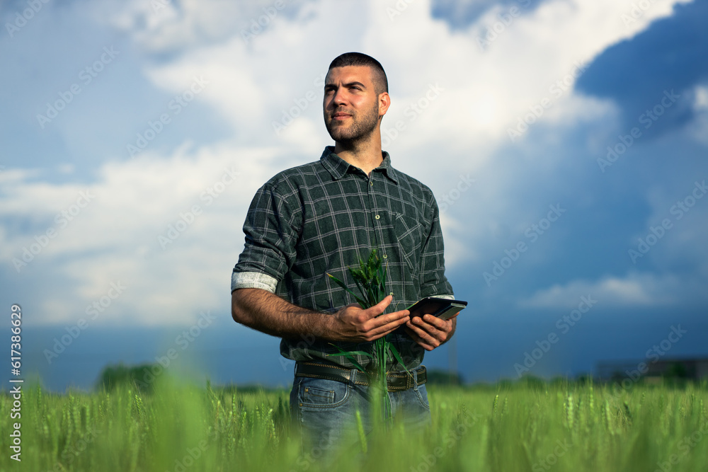 Young farmer in a wheat field, using a tablet and examining crop. Young farmer in a wheat field, using a tablet and examining crop.