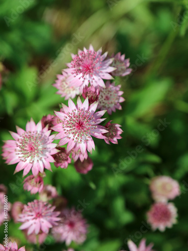 Sunlit Greater Masterwort blooms  Devon England 
