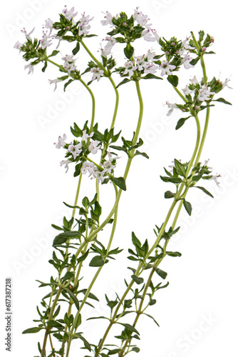 Thyme flowers  lat. Thymus  isolated on white background
