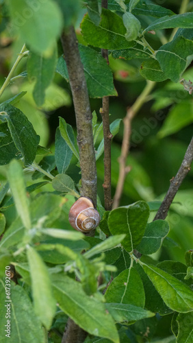 Schnecke Ast
