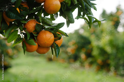 Mandarin oranges hanging from a branch with blurred orchard background.