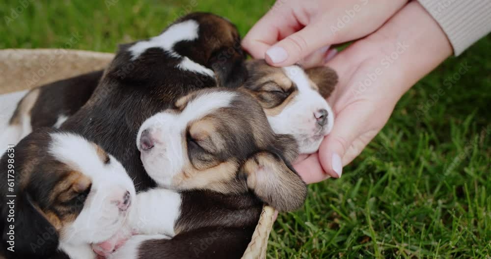 The owner of the puppies gently touches his pets, who are napping in a basket The owner of the puppies gently touches his pets, who are napping in a basket