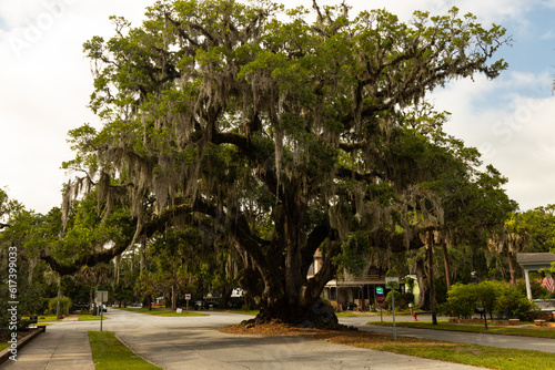 Foto old Lovers Oak tree in Brunswick