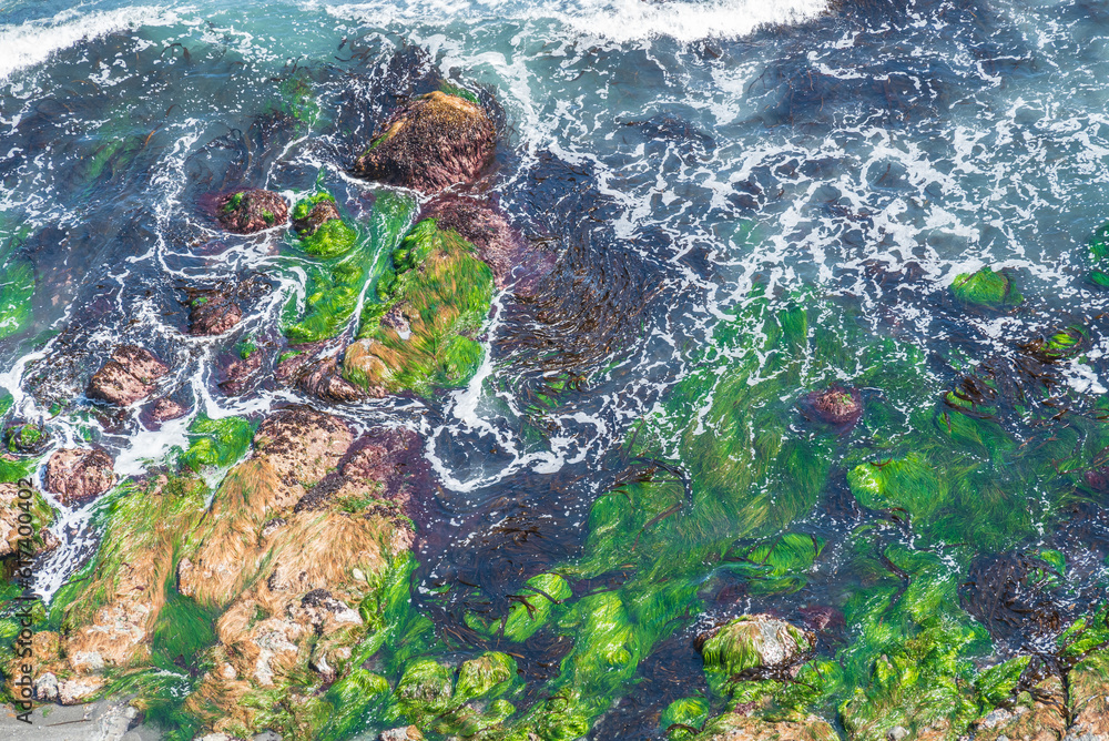 岩礁の青い海、白い波、緑の海藻の風景