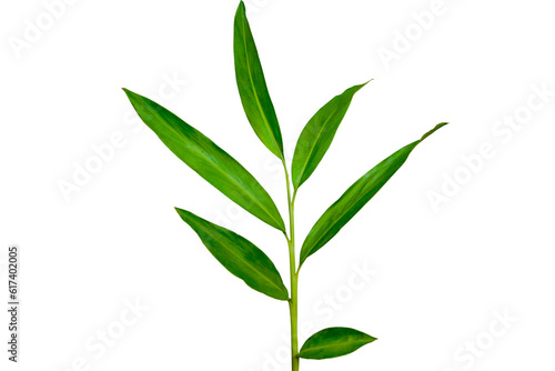Dark Green tropical plant white ginger leaves   Hedychium coronarium   isolated on transparent background. PNG transparency