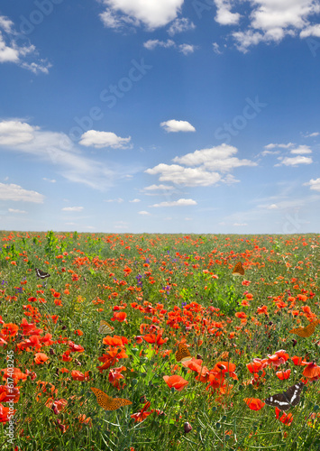 Flowers red poppies ( Papaver rhoeas, corn poppy, corn rose, field poppy, red weed, coquelicot ) on field with butterflies on a blue sky background