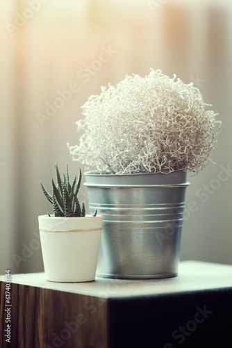 Interesting home decoration with dry plant and cactus