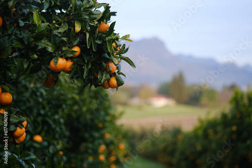 Mandarin oranges on orchard tree with blurred background of farms and mountains.