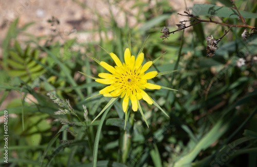 wildflower, false dandelion