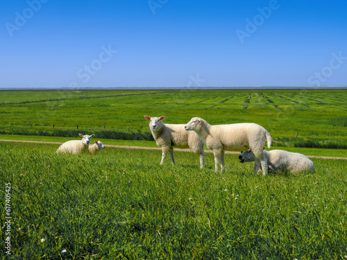 Fototapeta Naklejka Na Ścianę i Meble -  Schafe auf dem Deich am Wattenmeer in Ostfriesland