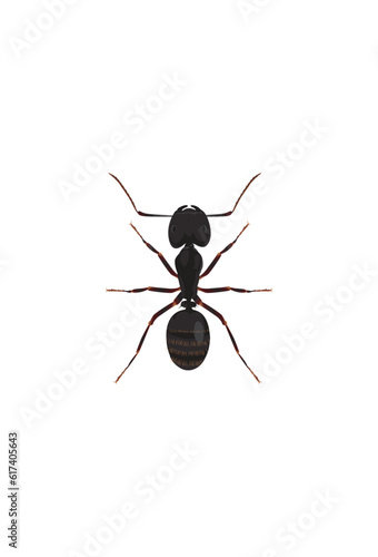Life-Like Carpenter Ant, Camponotus Insect, Bug © cbaloga