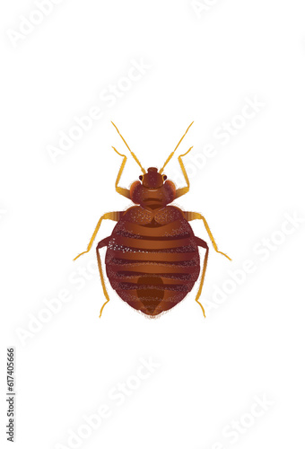 Life-Like Flea, Siphonaptera Insect, Bug