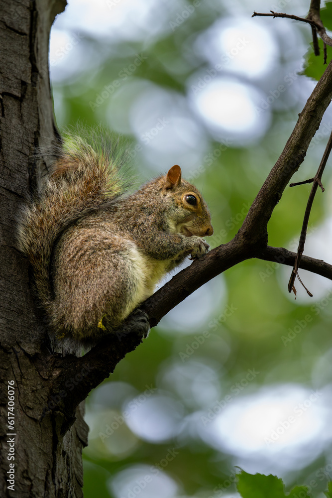 Grey squirrel sitting in a tree. Squirrel in Kelsey Park, Beckenham, Kent, UK. Grey squirrel (Sciurus carolinensis). Grey squirrel sitting in a tree. Squirrel in Kelsey Park, Beckenham, Kent, UK. Grey squirrel (Sciurus carolinensis).